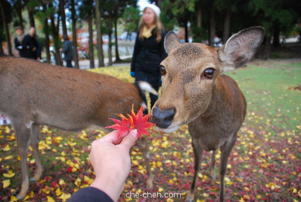 Photographing The Maple Leaves When The Deer Decided To Smell It @ Nara